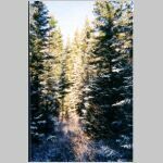 woodspic05.jpg