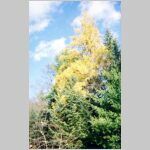 woodspic11.jpg