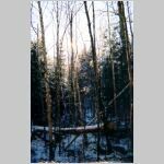 woodspic17.jpg
