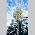 woodspic36.jpg